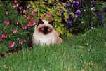 Picture of a Seal Point Birman in the Garden